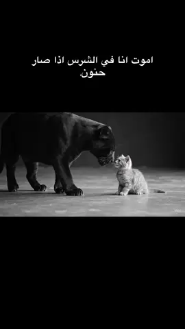 #fyp #الشعب_الصيني_ماله_حل😂😂 #viral #fyyyyyyyyyyyyyyyy #fouryou #حيوانات #قطه 