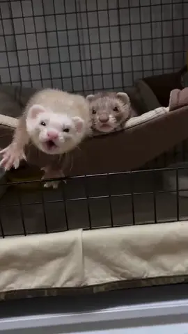#where all the ferrets lovers ❤️🇺🇸🇨🇦🇰🇾🏴󠁧󠁢󠁥󠁮󠁧󠁿