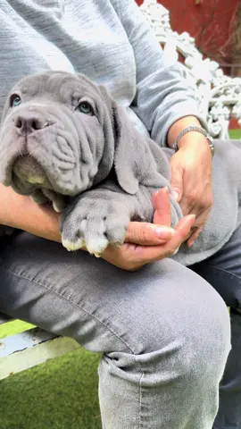 Camada de mastines napolitanos disponibles 🩶 Más info por inbox 📨  #mastinonapoletano #puppy #mastin #cachorros #fyp #dog #Love 