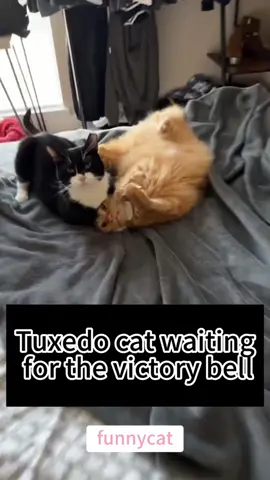 so funny!!!#cats #cutecats #foryou #funnytiktok #funnyvideos #usa #funnyanimals #fypシ #cute #funnycat #catlover #funnypets #viral #funny