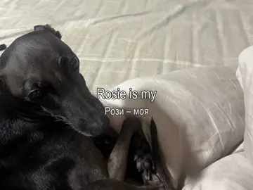 роза я табя люблю