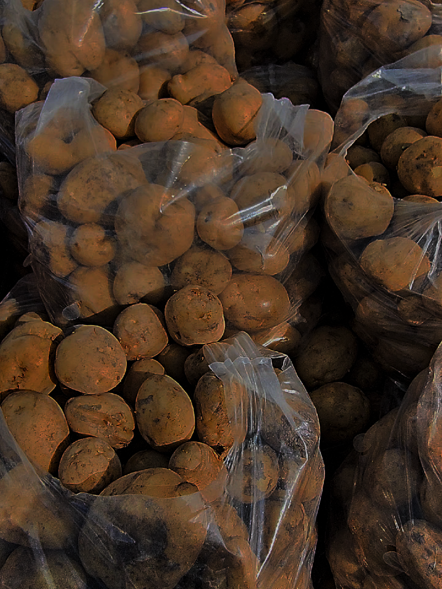 باكو بتيته #شعب_الصيني_ماله_حل #بتيته 