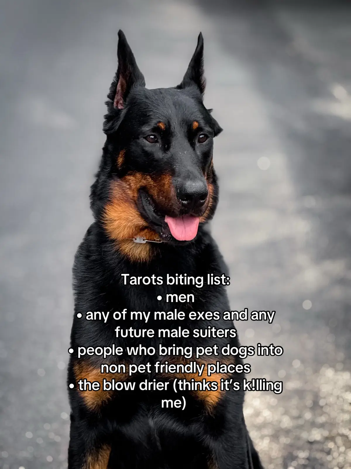 #fup #trend #dogsoftiktok #bitinglist 
