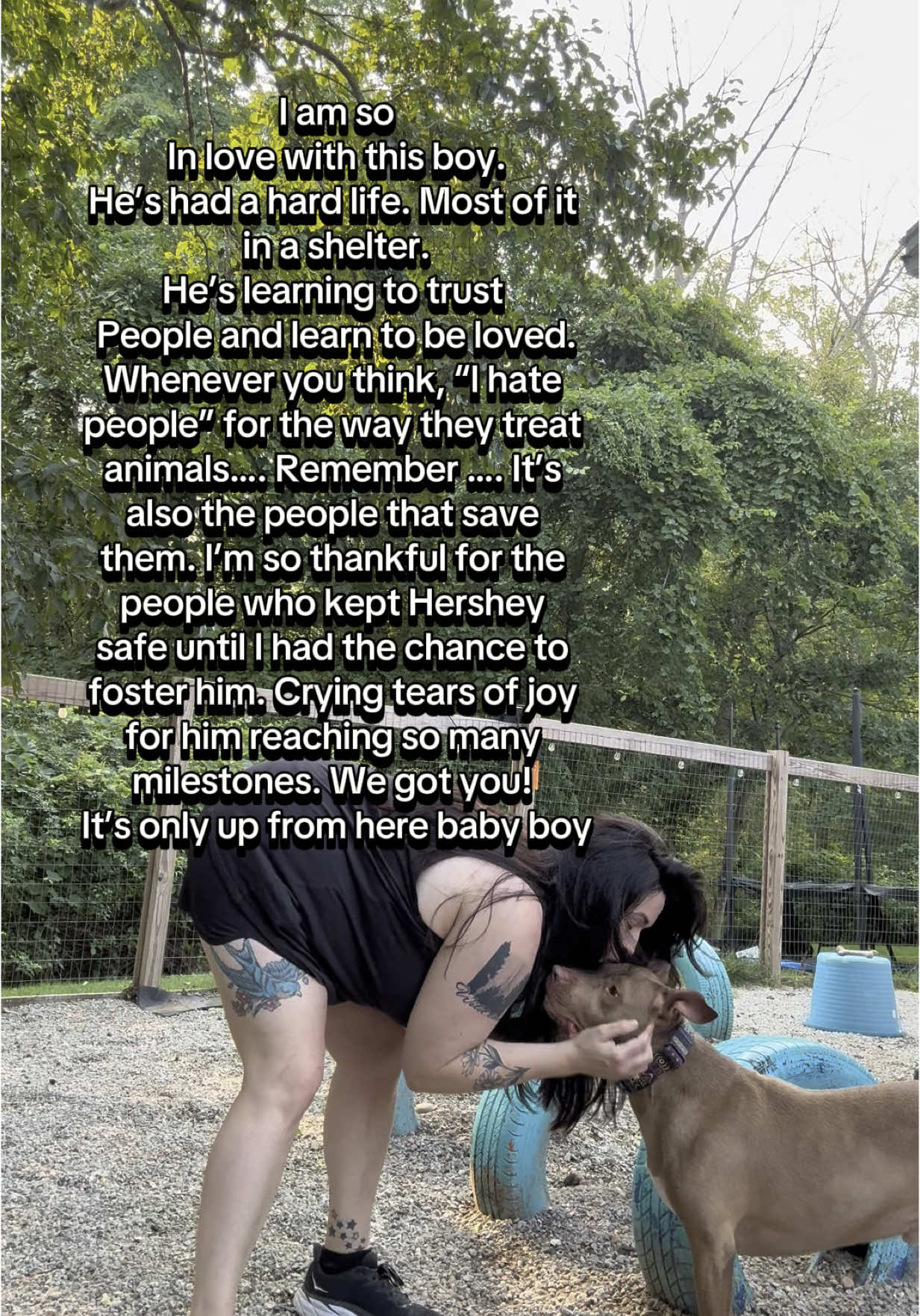 Oh this boy has my heart. A gentle sweet soul who deserves the world, and happily ever after. Share! Help Hershey find his forever! @Paws New England #adopt #rescuedog #bullybreed #wlw #lesbiansoftiktok #foster 