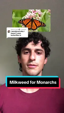 Replying to @Sorin🦇 Plant native milkweed to protect monarch butterfly populations!  Monarch butterflies are an important pollinator species. #monarch #monarchbutterfly #butterfly #pollinators #bees #bee #native #flower #milkweed #wildflower #plant #planting #garden #meadowscape #nature #ecology #sustainable