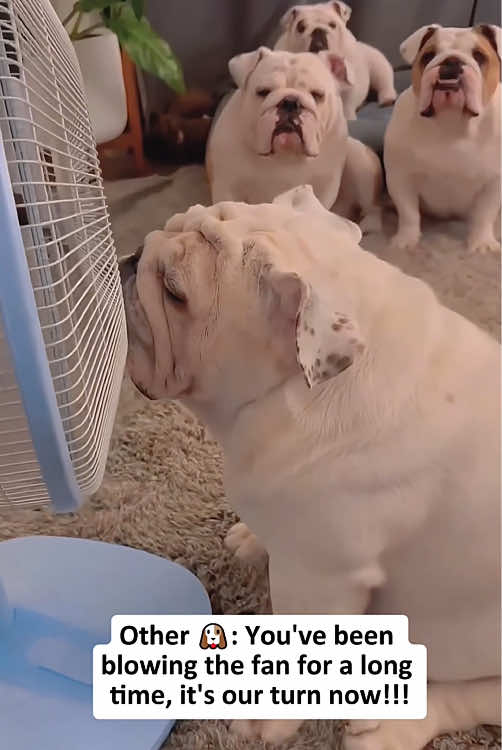 Summer for dogs 🐶🤣#dog #dogsoftiktok #doglover #petcomedy #foryou #fyp #foryoupage #funny #funnyvideos #funnymoments #usa 