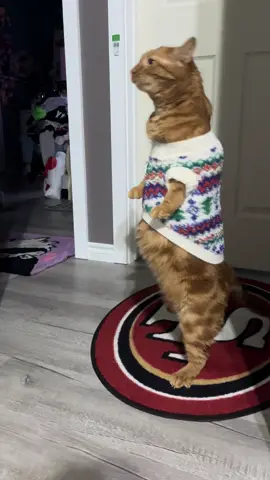 He looks so goofy🤣#funnycatmoments #orangecatbehavior#silly#cutecat 