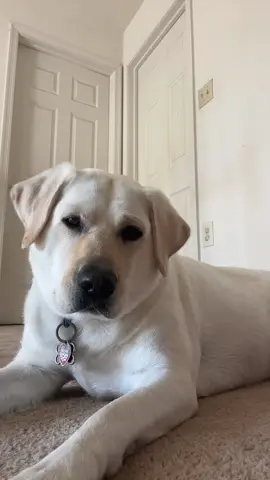 head tilt check ✅😂 #dogsoftiktok #headtiltcheck #labsoftiktok #dogheadtilt #cutedog #dogcommunity #fyp 