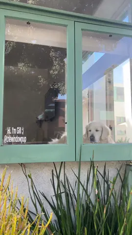 everyone say hi to gill💌