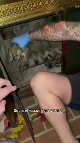 The squirrel chose violence🐿️#squirrels #squirrel #funnysquirrels #fyp #foryou #pet #pets #PetsOfTikTok #squirrelsoftiktok #squirrelslover #usa
