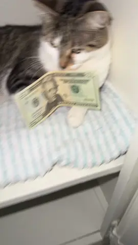Ill put a HUNNID #fypp #viral #masa 