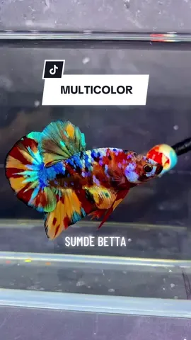 MULTICOLOR✨ #sumdebetta #bettafish #cupanghiasindonesia #flashdeals 