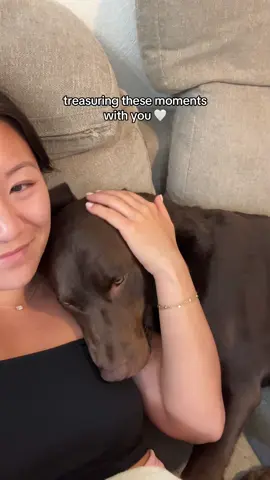 My moose 🤍 #chocolatelab #chocolatelabrador 