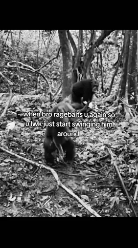 did i make it to the big leagues? #bigleagues #fypppppp #ragebait #gorrila #bro #fight #k #monkey #funny #idk #viral 