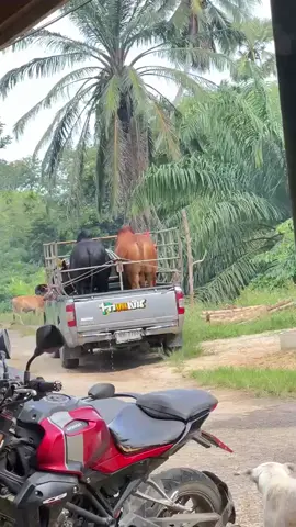 พร้อมไปยุบอนแร้วคับ วันนี้ #สนามทรายขาวหัวไทร🐂  #ดุกด้างท้องลายพิชิตชัย(#บักขีด) #น้องปาลินค่ายโคเป้เหรียงห้อง❤️🐂 #ฝากเปนกําลังใจไห้ด้วยครับ❤️❤️ #เจอกันปลายเดือน