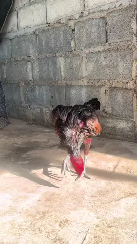 โหหห จบเลยน้า 😄 #เจ้าซาไกร 🐔#เทรนวันนี้ #ไก่ชนสวยงาม #กาญจนบุรี 
