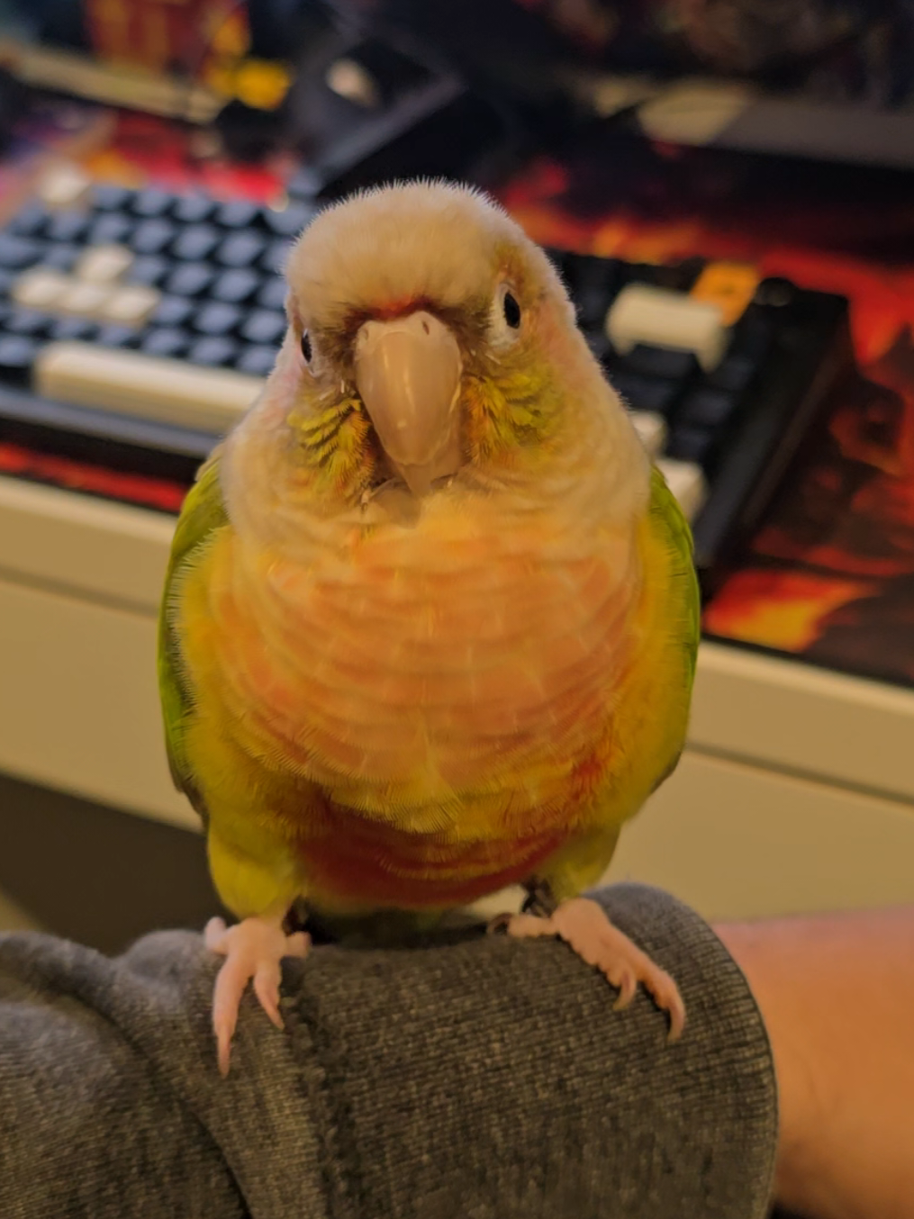 She is my baby ♥️ #Parrot #Bird #BirdsofTiktok #Conure #parrotsoftiktok #Pet #fyp #Birdtok 
