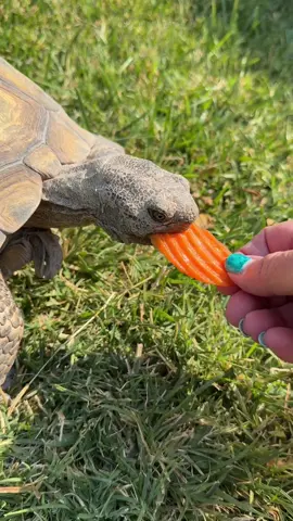 Chomp chomp chomp #deserttortoise #vegastortmom #cuteturtles #turtlesoftiktok #bonnie 
