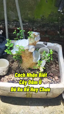Cách Nhận Biết Cây Đã Ra Rễ Hay Chưa #cachkichre #trongcay #kichre #camcanh #kichmam #namxelan90 