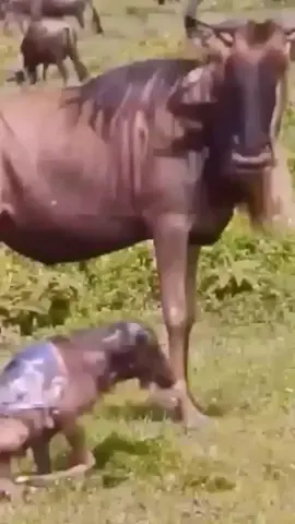 Lion stalking and attacking baby wildebeest #animalsworld #wildanimals #wildlife #lion #wildebeest #foryou #fyp #foryourpages 