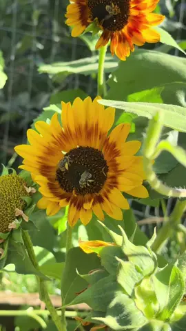 Psalm 118:12 they swarmed around me like bees but they were extinguished like burning thorns in the name of the Lord, I cut them off.#fyp#christiantiktok#bible#psalms#bees#enemy 