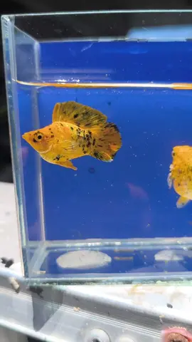 Leopard Gold 🐆🇵🇭 #Balloon_Molly #Gawang_Biñan_City_Laguna #Balloon_Molly_Breeder_Philippines 