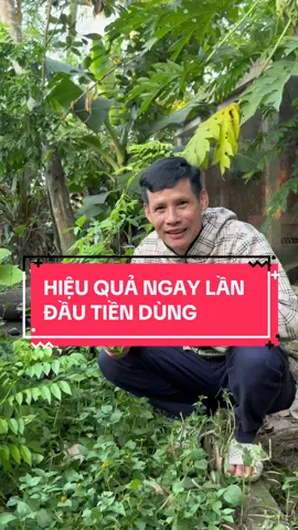 Cây sìn sú gọi là anh #xuhuong #viraltiktok #suckhoe #Onghoanvlog #thinhhanh 