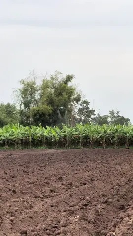 อยากบินแล้วครับ#t25ดิว่ะ #สายการบินต่ำ #เกษตรกรรุ่นใหม่ #โดรนเกษตรdjiพ่นยา 