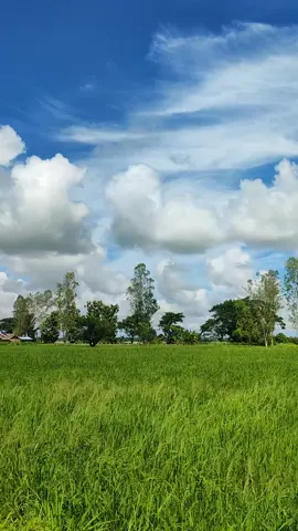 ရေကြည်သူ ရေကြည်သားမှန်ရင် ဒီနေရာကိုသိရမယ်..🤌🤌💜💜တိမ်အလှ လယ်ကွင်းအလှ ..💜💜💜🤍🤍#စိုးမိုချင်းလို့❤🤗 #💜🌷💜 #titok #hilghlights #flypシ #titokmyanmar #jointrend 