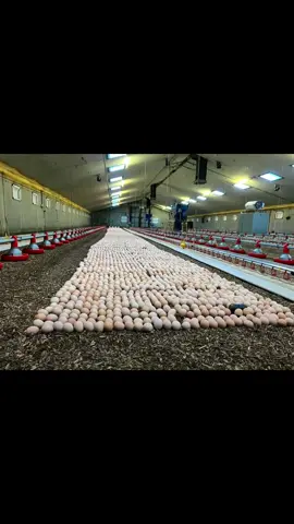 On-farm hatching.  #fyp #foryoupage #viraltiktok  #tiktokusa 