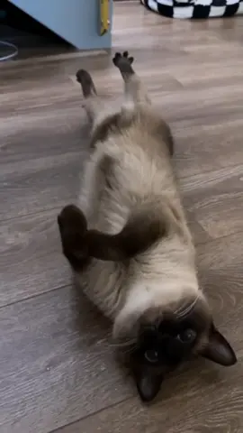 The Siamese cat . #cat #animals #siamesecat #foryou  #pet #animalsoftiktok #catlover #fy #education #PetsOfTikTok #fyp #edi