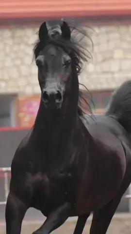 #فهد_سعد_الخيل_فتنة_خيال❤️_🐎 