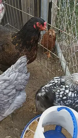 #chikenkoop🐔 🐓 #chicken #chickenfighter 