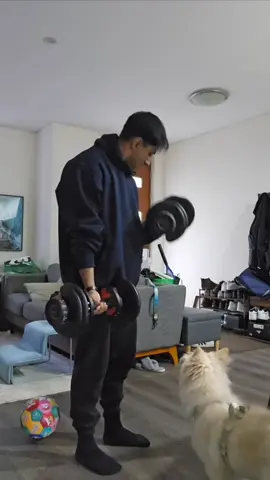 Improvise, adapt, overcome  #puppy #lifting #workout #dog #weightlifting 