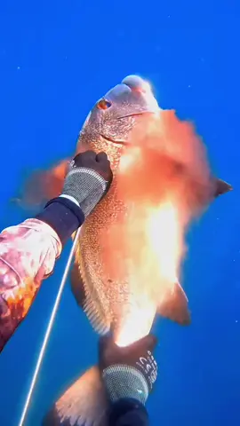 GO SPEARFISHING UNDERWATER 😱🐠#fishing #spearfishing #adventure #underwater 