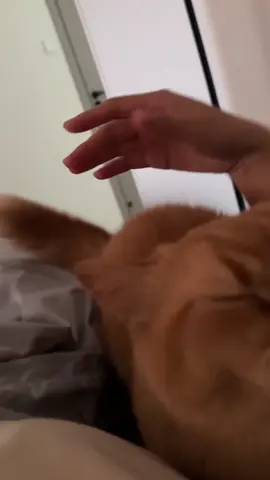 Cute floofs purring sounds. #cattok #cutecats  #catsoftiktok #catlovers  #catsoftheday 