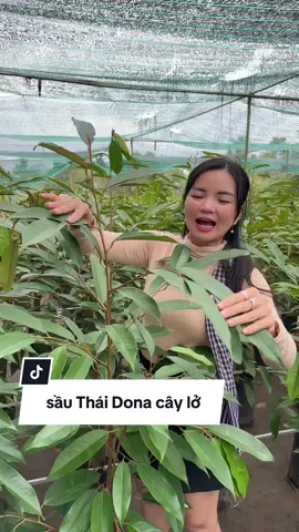 sầu Thái Dona cây lở #benamcholach #trungtamcaygiongmiennam #sauthaidona #caygiong 