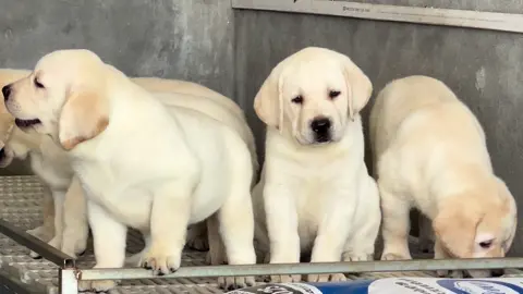 Yêu thương các cháu labrador xinh đẹp 🥰