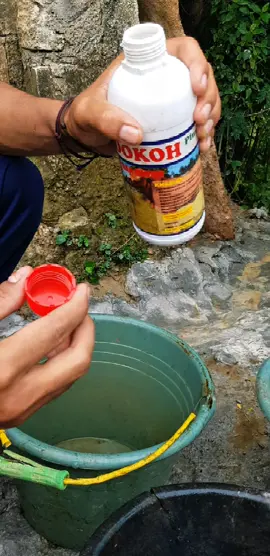 super dokoh penggemuk kambing dan sapi dan penambah nafsu makan ternak #penggemukternak #peternaksapi #peternakan #peternakkambing 