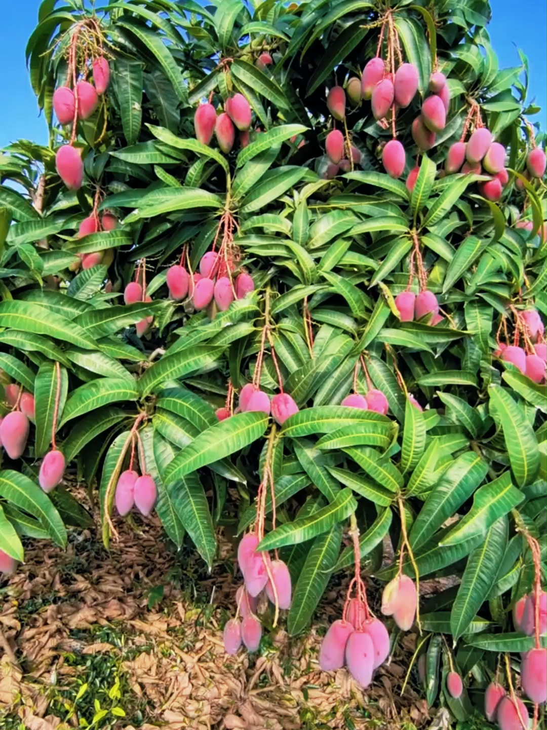 Mau pohon mangga lebih produktif? pakai aja Mango Booster!