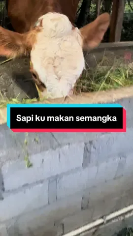 Di pakan semongko ae Tigo tigo golek pakan angel #sapi #sapiviral #peternaksapiindonesia #fyp #foryoupage 