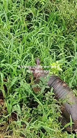 When you stay with us, you get access to Finca San Vicente, where you can enjoy nature walks or visit the milking process.  #costarica #nature #farmlife #cusuco #armadillo 