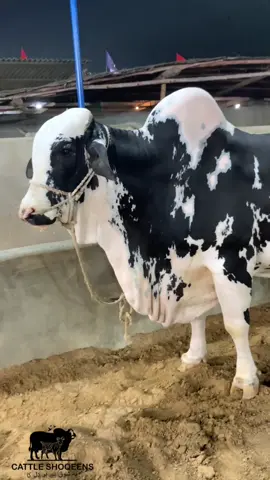 beauty #foryou #fvp #cow #beauty #trending #views #mashallah #viraltiktok #ai 