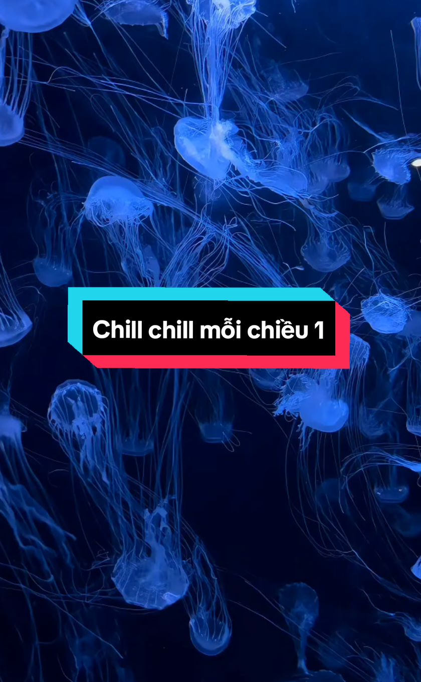 Chill chill mỗi buổi chiều ✨️✨️ #jellyfish #suabien #sứa🐙 #CapCut #viralvideo #trending #viral 