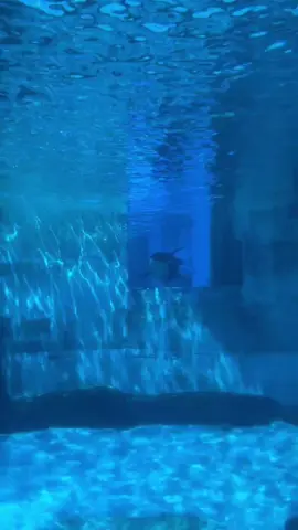 NEWS from the Pot of Nagoya Public Aquarium Lynn now lives with the dolphins and things are not going so well she chases the dolphins this situation is now unusual for her❤️ .VC: ayana🌺 #orcaLynn #potofnagoyaportpublicaquarium🐬🐋 #blackfishlies #OneVoicelies #PETAlies @I 🤍 Orcas @The bloop sea monster @Severin 𓂁 🏳️‍⚧️ @Boxer rex 