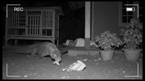 penampakan komodo albino dirumah warga, waspadalah #viraltiktok  #fyptiktok  #funnyvideo 