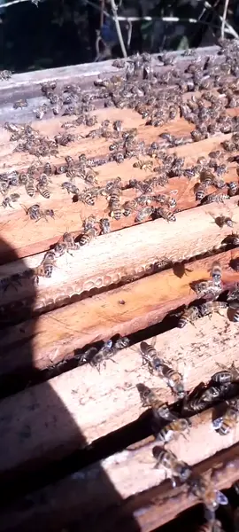 A entrada de pólen é muito importante... #caixadeabelha #abelhasapis #mel #favos #bee #ceraalveolada🐝🍯 #apiaryadventures @TC Abelhas do sul 