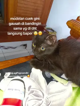 😜#fyp #katakata #bucin #viral #kucing 