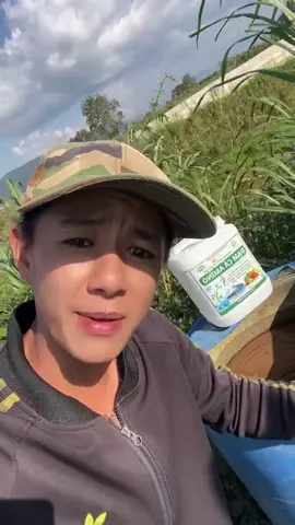 Chu choa moạ ơi KHÁCH nhà em cở ni đây. Cũng tóp tóp một chín một mười với em đây😍😍😍#fyp #xuhuong #nongduoctoancau #caytrong #phanbon #phanbonla #trinhdamca 