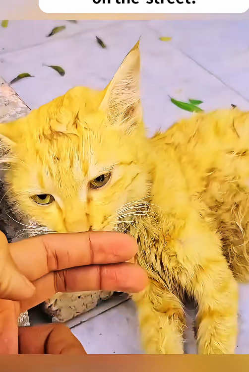 l Found a dying female cat on the street!#foryou #cat #rescue 